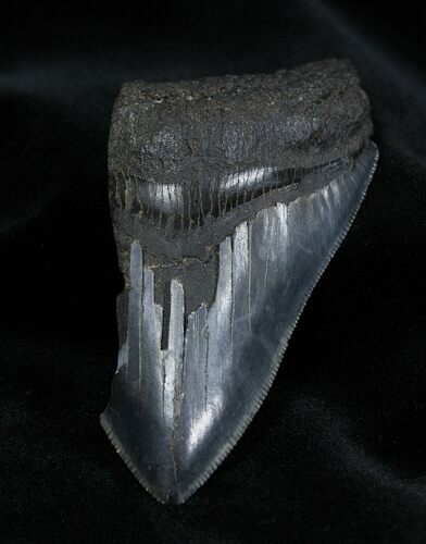 Bargain Inch Megalodon Tooth #1371